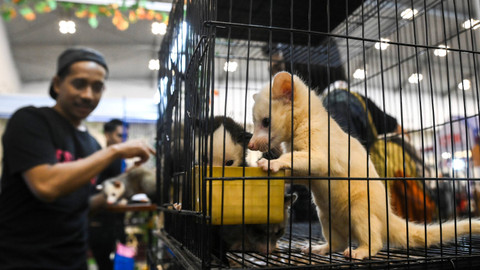 Pengunjung melihat hewan peliharaan yang dijual saat Indonesia International Pet Expo (IIPE) di Indonesia Convention Exhibition (ICE), Kabupaten Tangerang, Banten, Jumat (6/9/2024). Foto: Sulthony Hasanuddin/ANTARA FOTO 