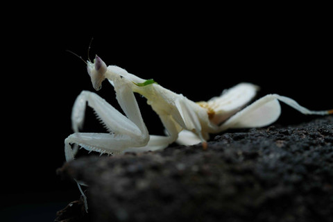 booth macro photography di  Sony Alpha Festival 2024. dok. Beyond Films