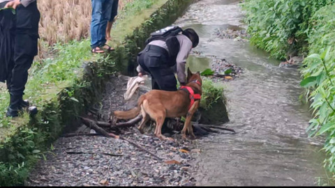 Anjing K-9 diterjunkan ke TKP tewasnya gadis penjual gorengan di Nagari Kayu Tanam, Sumatera Barat. Foto: Dok. Istimewa