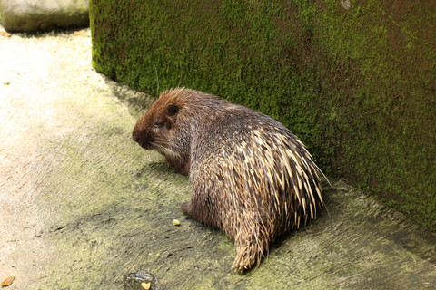 Landak Jawa. Foto: Shutterstock