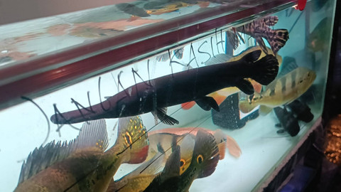 Ikan Aligator jenis Spatula (hitam) dan Florida (tutul-tutul) yang dijual di Jakarta Timur, Rabu (11/9/2024). Foto: Fadlan Nuril Fahmi/kumparan