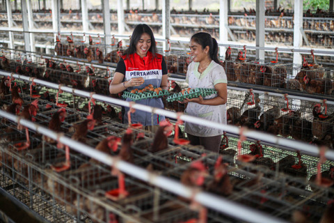Peternak bersama dengan karyawan PT Pertamina memanen telur ayam di Desa Bandungrejo, Kecamatan Ngasem, Bojonegoro, Jawa Timur, Rabu (11/9/2024). Foto: Aditia Noviansyah/kumparan