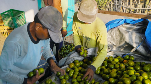 Hasil panen petani jeruk Semboro, Jember. Foto: Dok. BRI 