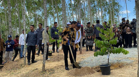 Presiden Jokowi menanam pohon di kawasan IKN. Foto: Zamachsyari/kumparan