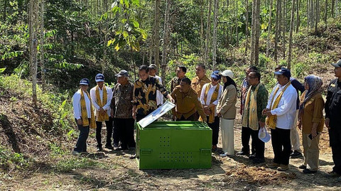 Presiden Jokowi menanam pohon di kawasan IKN. Foto: Zamachsyari/kumparan
