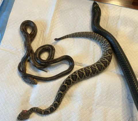 Ular indigo memakan dan memuntahkan dua ular sekaligus.  Foto: Facebook/Wildlife Resources Division - Georgia DNR