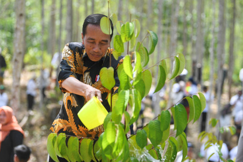 Presiden Joko Widodo menyiram tanaman Tengkawang saat mencanangkan hutan pendidikan Wanagama Nusantara di Ibu Kota Nusantara (IKN), Penajam Paser Utara, Kalimantan Timur, Jumat (13/9/2024). Foto: M Risyal Hidayat/ANTARA FOTO