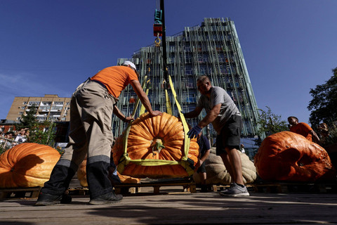 Pekerja dibangtu alat berat memindahkan labu raksasa di Kebun Raya Universitas Negeri Moskow, Rusia, Jumat (13/9/2024). Foto: Evgenia Novozhenina/REUTERS 