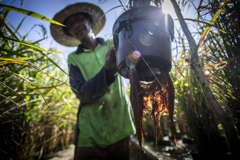 Petani Suparlan menunjukkan akar padi apung di Desa Sampurna, Kabupaten Barito Kuala, Kalimantan Selatan. Foto: Bayu Pratama S/ANTARA FOTO