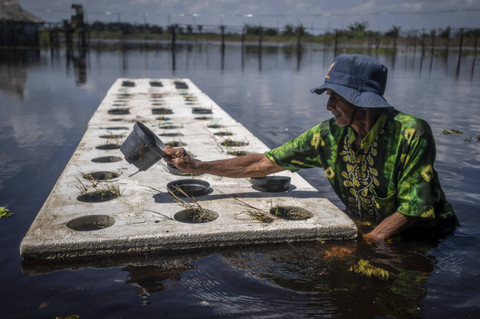 Petani menyiapkan media apung untuk menanam padi apung di Kabupaten Hulu Sungai Utara, Kalimantan Selatan. Foto: Bayu Pratama S/ANTARA FOTO