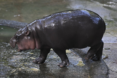 Moo Deng, kuda nil kerdil betina berusia dua bulan yang baru-baru ini menjadi sensasi viral di internet, terlihat di Kebun Binatang Terbuka Khao Kheow di provinsi Chonburi, Thailand Minggu (15/9/2024). Foto: Lillian Suwanrumpha/AFP