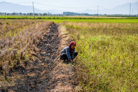 Warga mengambil rumput untuk pakan ternak di area persawahan yang mengering di Tegalluar, Kabupaten Bandung, Jawa Barat. Foto: Raisan Al Farisi/ANTARA FOTO