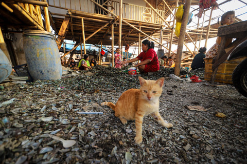 Sejumlah nelayan beraktivitas di Muara Angke, Jakarta Utara. Foto: Iqbal Firdaus/kumparan