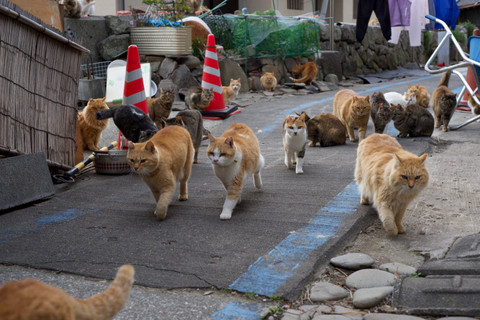 Pulau Aoshima di Jepang yang dipenuhi dengan kucing. Foto: Shutterstock