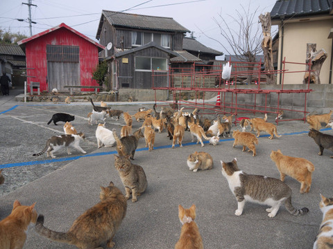 Pulau Aoshima di Jepang yang dipenuhi dengan kucing. Foto: Shutterstock