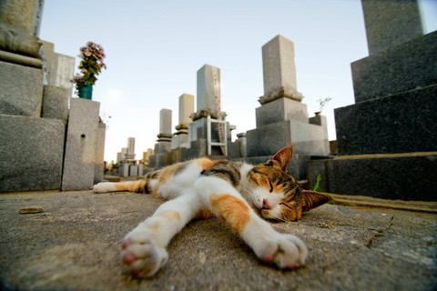 Kucing di Pulau Aoshima Jepang. Foto: Shutterstock