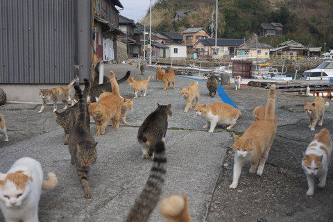 Kucing di Pulau Aoshima Jepang. Foto: Shutterstock