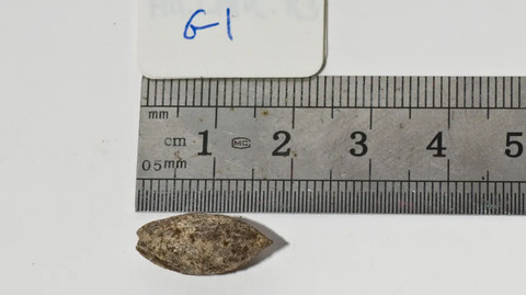 Benih misterius disebut pohon Sheba berasal dari 1.000 tahun lalu.   Foto: Communications Biology