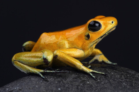 Ilustrasi katak. Foto: Shutterstock