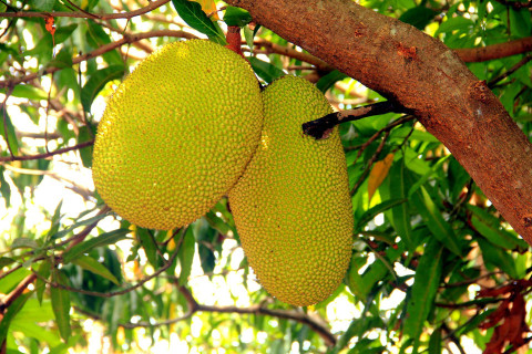 Ilustrasi Apakah Nangka Tinggi Kalori. Sumber: Unsplash/Antonio Castellano