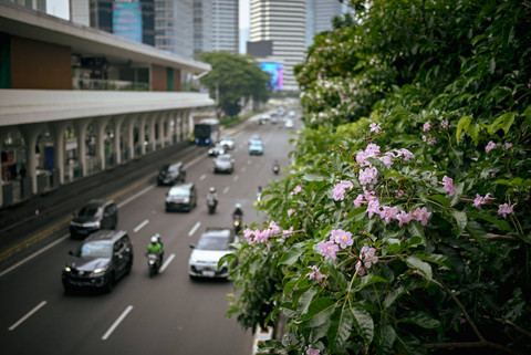 Sejumlah kendaraan melintas di bawah pohon Tabebuya yang mulai bermekaran di Jalan Jenderal Sudirman, Jakarta, Sabtu (28/9/2024). Foto: Jamal Ramadhan/kumparan