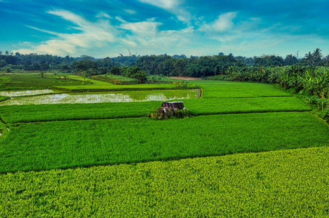 Contoh penggunaan pendekatan kelingkungan dalam bidang pertanian adalah. Foto hanya ilustrasi, bukan yang sebenarnya. Sumber: Pexels/Tom Fisk