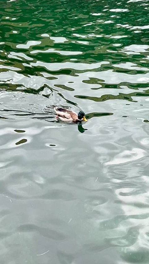 Bebek berenang di Sungai Reuss Lucerne, Swiss. Foto: Reza Aditya/kumparan