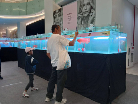 150 Ikan Arwana Super Red Harga Ratusan Juta Rupiah Dipamerkan di Surabaya