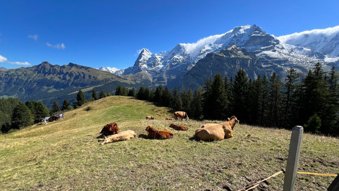 Sapi-sapi yang sedang beristirahat di Murren Swiss. Foto: Reza Aditya Ramadhan/kumparan