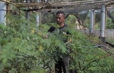 Program biomassa berbasis pertanian terpadu PLN bakal mengubah lahan kritis menjadi lebih hijau dan produktif. Foto: Dok. PLN