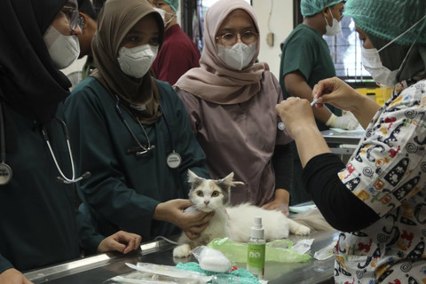 Kucing-kucing di lingkungan UGM disterilisasi dan disuntik vaksin rabies, Senin (30/9/2024). Foto: Dok. UGM