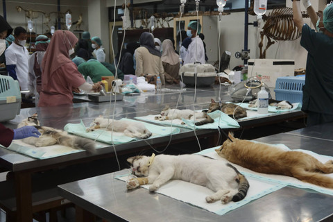 Kucing-kucing di lingkungan UGM disterilisasi dan disuntik vaksin rabies, Senin (30/9/2024). Foto: Dok. UGM