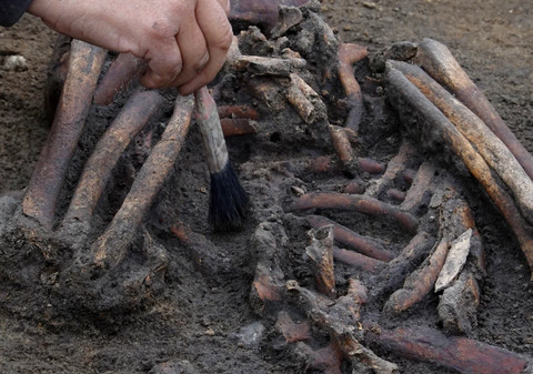 Kerangka manusia Viking yang ditemukan di Denmark.  Foto: Reuters/Tom Little