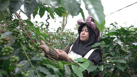 Petani Kopi Gayo di desa devisa Bener Meriah, Aceh. Foto: Dok. LPEI