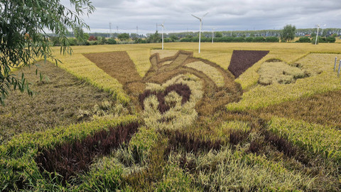 Rice Dream Space, Tanbo Art-nya Shenyang China. Foto: Nadia Riso/kumparan