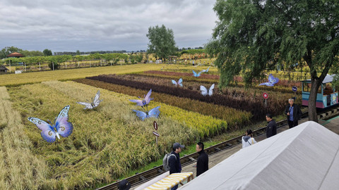 Rice Dream Space, Tanbo Art-nya Shenyang China. Foto: Nadia Riso/kumparan