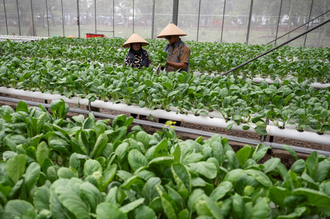 Pengelola memanen sayur sawi hidroponik di Green House Unit Pengelola Rumah Susun (UPRS) II Marunda, Jakarta, Kamis (3/10/2024). Foto: Aprillio Akbar/ANTARA FOTO