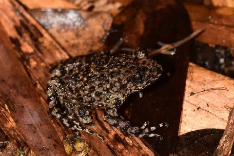 Katak bergigi Gunung Po Ma Lung (Oreolalax adelphos). Foto: Dok. ZSL