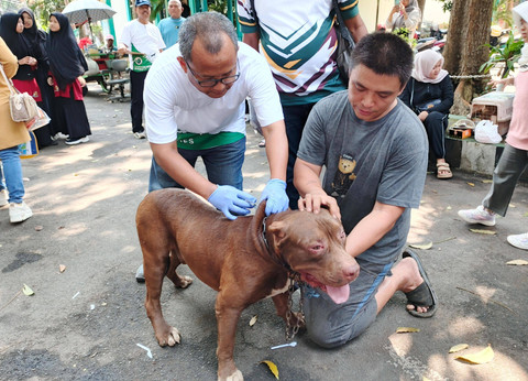 Proses Vaksinasi Rabies Kucing, oleh Tim dokter hewan dalam peringatan Hari Rabies Sedunia di di Fakultas Pertanian Universitas Lampung | Video : Eka Febriani / Lampung Geh