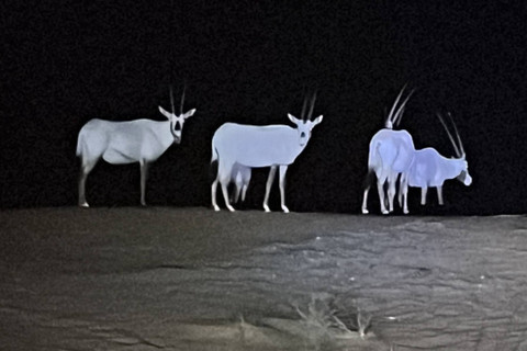 Safari malam ke Dubai Desert Conservation Reserve (Cagar Alam Gurun Dubai) di Dubai. Foto: Taufik Rahadian/kumparan