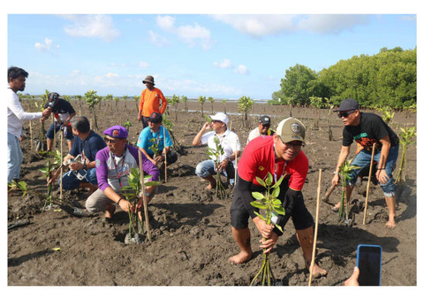 Anggota TERUCI menanam 1000 bibit pohon mangrove di Pulau Dewata. Foto: kumparan