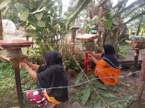 Pemasangan sarang tawon dalam budidaya lebah madu. Foto: Dok. Kemenkeu