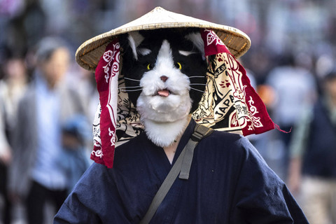 Seorang peserta yang mengenakan kostum bertema kucing menghadiri 'bakeneko' atau festival kucing gaib di distrik Kagurazaka, Tokyo, Minggu (13/10/2024). Foto: PHILIP FONG/AFP