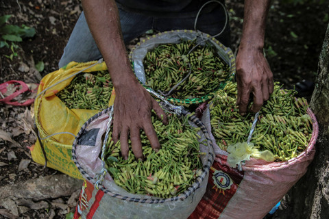 Sejumlah petani mengumpulkan cengkeh hasil panen di Kelurahan Tongole, Ternate, Maluku Utara. Foto: Andri Saputra/ANTARA FOTO