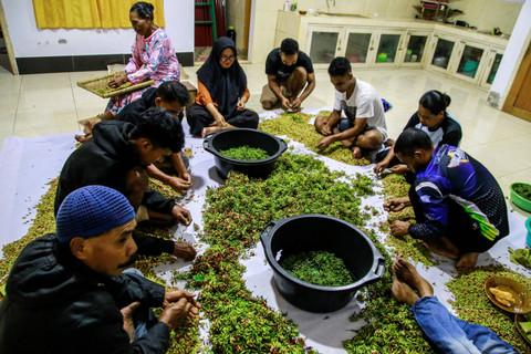 Sejumlah warga bergotong-royong memisahkan batang cengkih hasil panen di Desa Gurabunga, Tidore Kepulauan, Maluku Utara. Foto: Andri Saputra/ANTARA FOTO