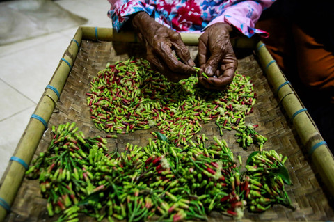 Warga memisahkan batang cengkih hasil panen di Desa Gurabunga, Tidore Kepulauan, Maluku Utara. Foto: Andri Saputra/ANTARA FOTO