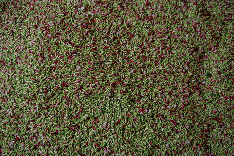 Tumpukan cengkeh yang telah dipisahkan dari batangnya di Desa Gurabunga Tidore Kepulauan, Maluku Utara. Foto: Andri Saputra/ANTARA FOTO