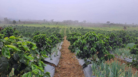 Hamparan kebun kopi jenis arabica di agrowista kibuk, Kota Pagar Alam, Sumatera Selatan, Minggu (13/10) Foto: urban id