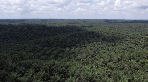 Kebun kelapa sawit binaan Asian Agri. Foto: Faiz Zulfikar/kumparan