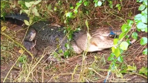 Seekor buaya muara dengan panjang lima meter berhasil ditangkap warga Desa Waisamu, Maluku, Jumat (11/10/2024). Foto: Dok. Istimewa